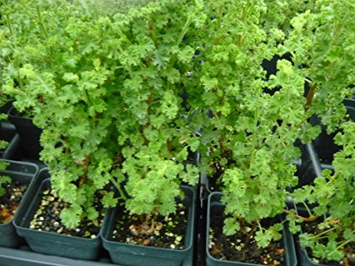 Fingerbowl Lemon Scented Geranium Live Plant Fingerbowl Lemon Scented Geranium Live Plant