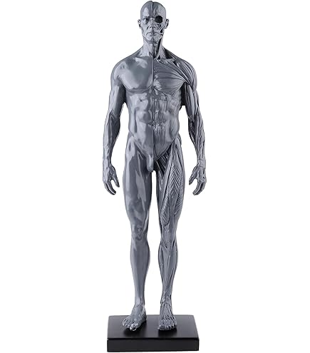 Amazon.com: 3dtotal Male Anatomy Figure: 11-inch Anatomical