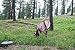 Montana Decoy Miss September Feeding Elk
