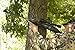 Magnum Air Rifle