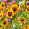 Outsidepride Plains Coreopsis Seeds - 5000 Pcs. Annual, Drought & Humidity Tolerant, Flower Seeds for Planting Vibrant Bicolored Blooms, Ideal for Xeriscaping and Low Maintenance Gardens