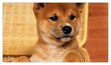 Amazoncom Adult Puzzle 1000 Pieces Animal Funny Little