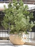 10 Japanese Black Pine Tree Pinetree Evergreen