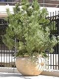 10 JAPANESE BLACK PINE TREE Pinetree Evergreen