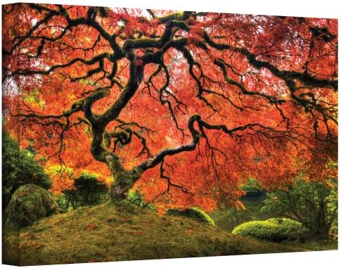 Art Walls Japanese Tree Gallery Wrapped Canvas by John Black, 30 by 48-Inch