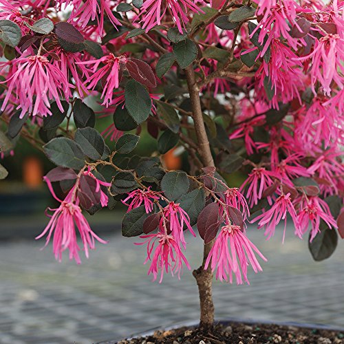 Brussel's Live Fringe Flower Outdoor Bonsai Tree - 3 Years Old; 8" to 12" Tall with Decorative Container