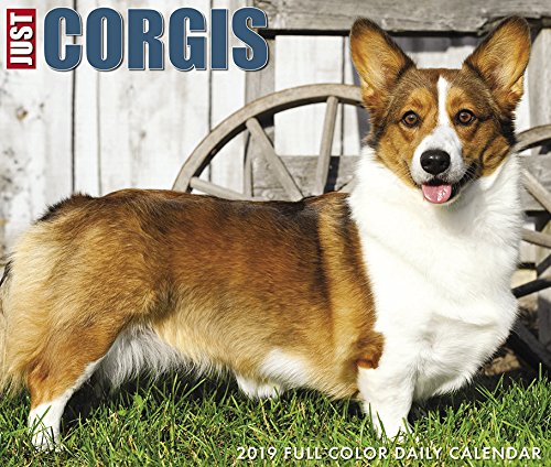 corgi box