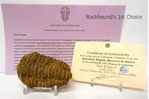 ROCKHOUND'S 1ST CHOICE Genuine Very Large Calymene Trilobite Fossil from The Anti-Atlas Region of Morocco, N.Africa with Free Acrylic Display Stand, Fact Sheet & COA Bundle