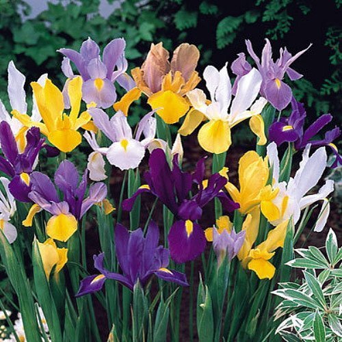 100 Dutch Iris Bulbs, Mixed---perfect for Fall Planting! End of Season Pricing!!