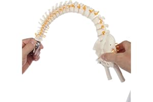 Axis Scientific 15.5" Mini Spine Model, Spine Model with Nerves, Arteries, Lumbar Column, Male Pelvis - Flexible Vertebra Spine Anatomy Model Plastic Spine Model - Includes Stand and Product Manual