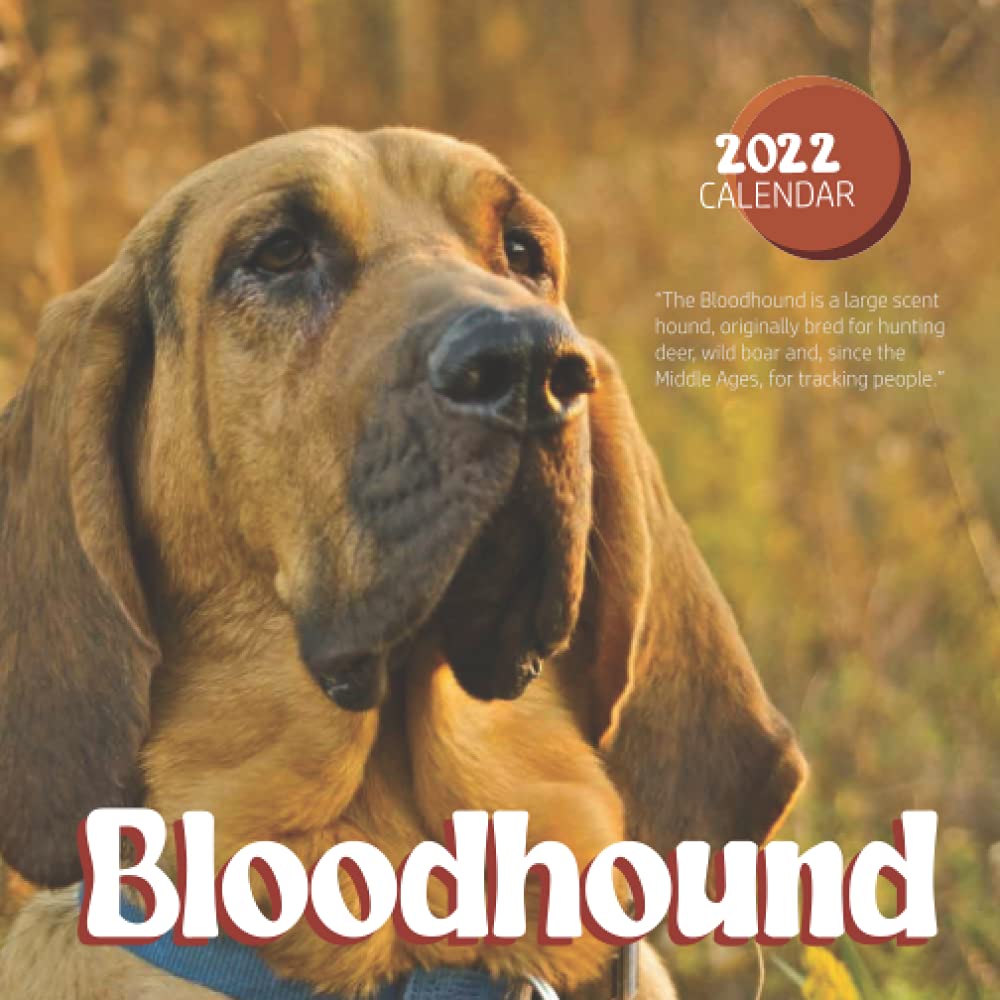 small bloodhound