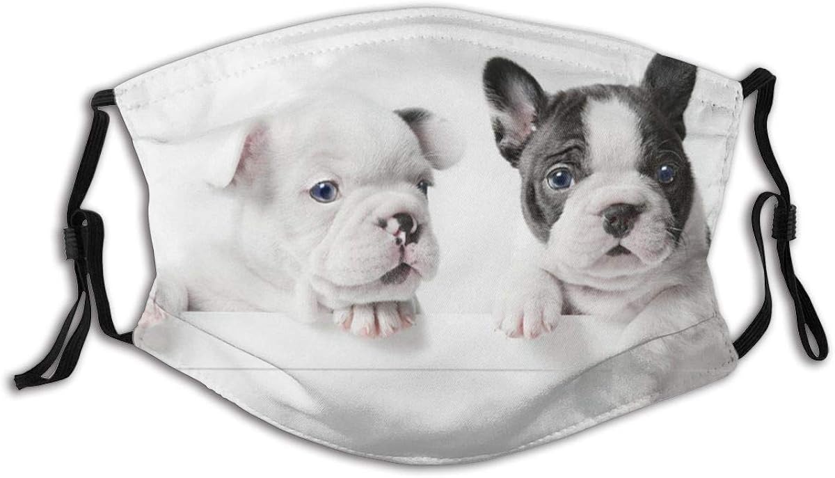 Zwei französische Bulldoggenwelpen, kreative Druckmuster, um Staub und