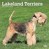 Lakeland Terriers 2020 12 x 12 Inch Monthly Square Wall Calendar, Animals Dog Breeds Terriers by 
