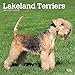 Lakeland Terriers 2020 12 x 12 Inch Monthly Square Wall Calendar, Animals Dog Breeds Terriers by 