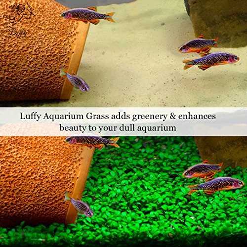 3 Luffy+Aquarium+Grass+Glossostigma+Elatinoides