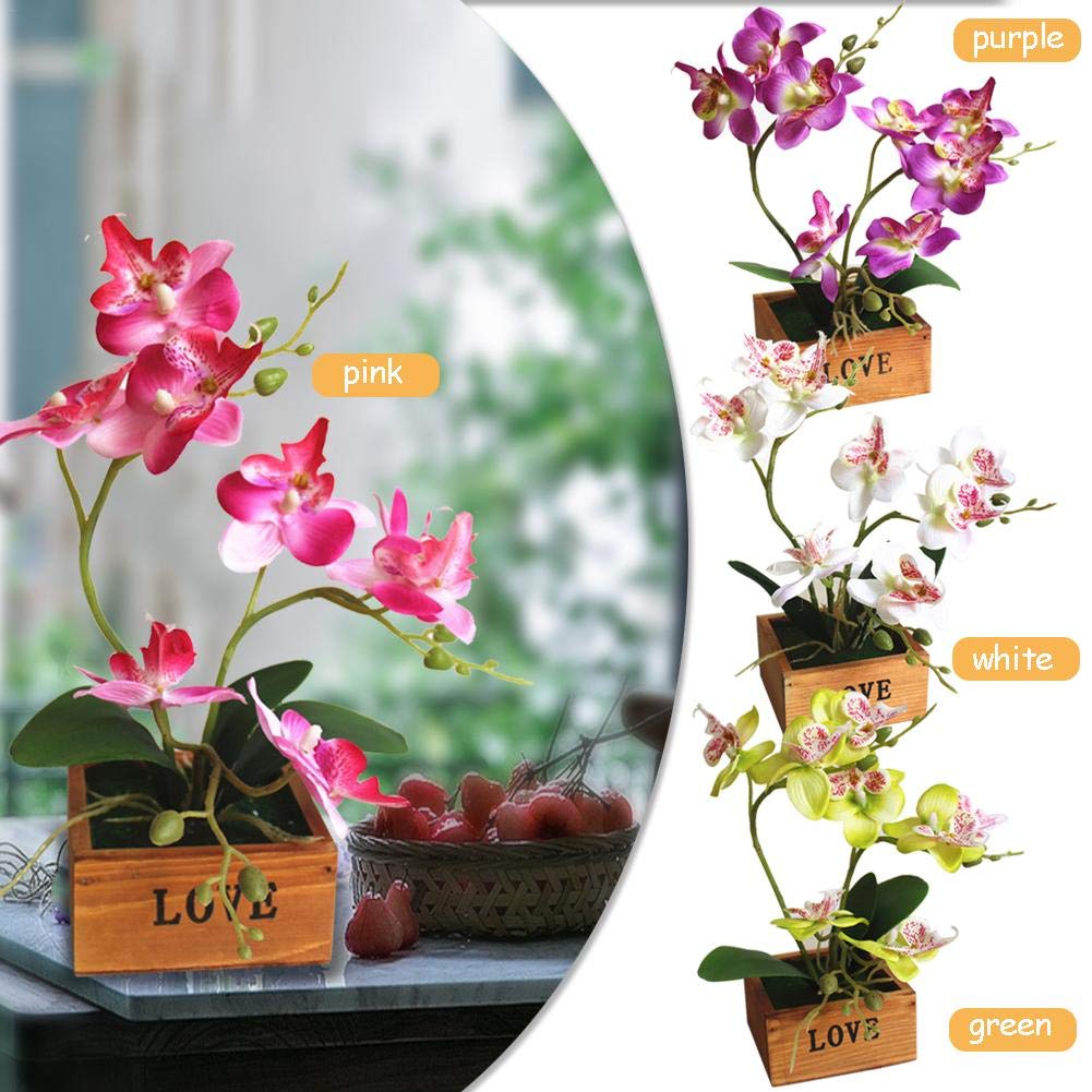Bonsaï Phalaenopsis Papillon Orchidées Avec Pot De Fleurs En