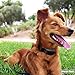 [New Model] Vastar AD630 Dog No Bark Collar Electric Anti Bark Shock Control with 7 Levels Button Adjustable Sensitivity Control, Stimulation of No Harm Warning Beep and Shock for 15-120 lb Dogs