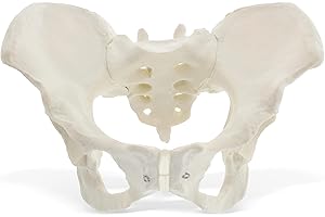MonMed Life Size Female Pelvis Model, Hip Model – Female Anatomy Model, Hip Bone Pelvic Model Female Anatomical Model