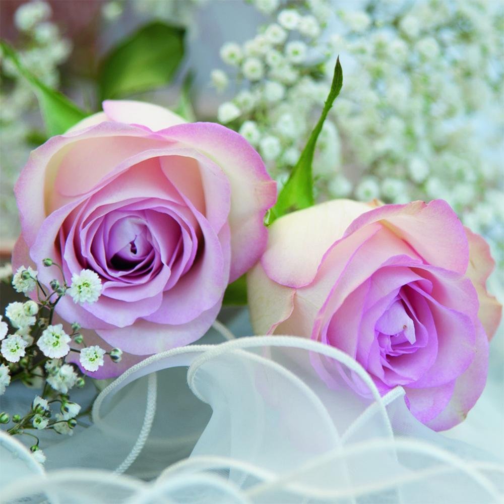 Anniversary House Tiflair Romantic Rose Lunch Napkins 3 ply