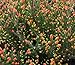 HEIRLOOM NON GMO Spring Torch Heather (Calluna Vulgaris) 25 seeds