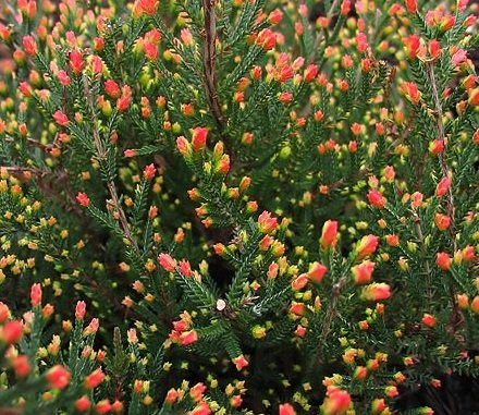 HEIRLOOM NON GMO Spring Torch Heather (Calluna Vulgaris) 25 seeds HEIRLOOM NON GMO Spring Torch Heather (Calluna Vulgaris) 25 seeds