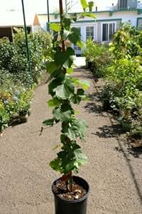 Amazon.com : Concord Grape Vine, Five Gallon Container : Fruit Plants
