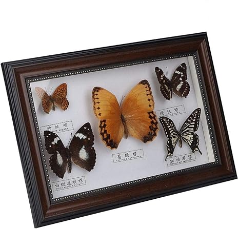 Amazon Co Jp Okuguy 絶妙な蝶昆虫標本 クラフト誕生日ギフト ホームインテリア装飾 ブラックフレーム ホーム キッチン
