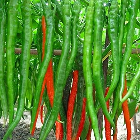 Arlo Gardens Hybrid Vegetable Seeds Long Green Chilli