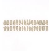 Dentalmall Dental Columbia 860 Type 32 Pcs Removeable Teeth Typodont Exam Restorative Model M8030 (T-8030-32Pcs Replace Teeth)