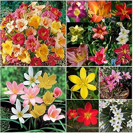 FernsFly IMP. Combo Pack Day Lily Flower Bulbs + Rain Lily Flower Bulbs Combo Aromatic Flower Bulbs Pack Home Outdoor Gardening Flowers Blooming planting pack of 1 (1 Day Lily + 1 Rain Lily)