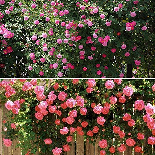 Trenton 100 Pcs Climbing Rose Seeds Garden Home Balcony Fences Decor Plants Flowers - Pink - Thumbnail 3