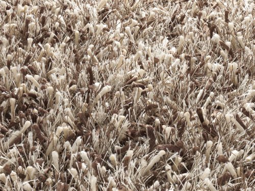 Magic 1 Shaggy Teppich Handgeknupft Cappuccino 90 X 160 Cm