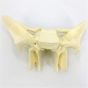 Amazon Co Jp 教育モデルは3倍の蝶形骨モデルを拡大します 人間の蝶形骨拡大解剖学的モデル Pvc材料 研究用ディスプレイ教育医療モデル スポーツ アウトドア Amazon Co Jp 教育モデルは3倍の蝶形骨モデルを拡大します 人間の蝶形骨拡大解剖学的モデル Pvc材料 研究用ディスプレイ教育医療モデル スポーツ アウトドア