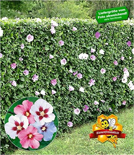 Baldur Garten Winterharte Hibiskus Hecke Garteneibisch Roseneibisch 10 Pflanzen Hibiscus Syriacus Blutengeholze Zierstrauch Amazon De Garten