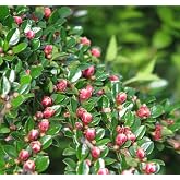 Cotoneaster horizontalis c.s. (Rock Spray Ctooneaster) Tree Seed, Tiny Pink Flowers, Showy red Fruits, You Choose The Quantity (1 Pack)