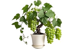 ANDAG Grape Vine Live Plant Seedling,14-17inch Height Sweet Excellent Flavored Shine-Muscat Grape Green Grape Large Clusters On Vigorous Growing Vines Great for Home and Garden Yards Planting