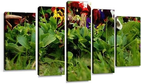 Amazon Co Jp サルビア パンジー 花 植物 園芸植物 シソ科 スミレ科 自然 赤 葉 紫 黄 草花 多年草 蜜 被子植物 双子葉植物 キャンバスアート アートボード 壁掛け装飾 おしゃれ 部屋飾り インテリアパネル 絵画 ポスター 木枠付きの完成品 ホーム キッチン