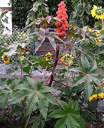 Plant A Tree Rhizinus Rizinus Palma Christi Castor Bean Amazon De Garten