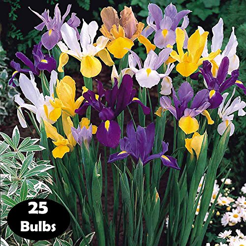 Mixed Tall Dutch Iris - 25 bulbs