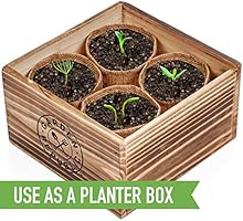 Cactus Kit de semillas de suculentas para principiantes - Kit de ...