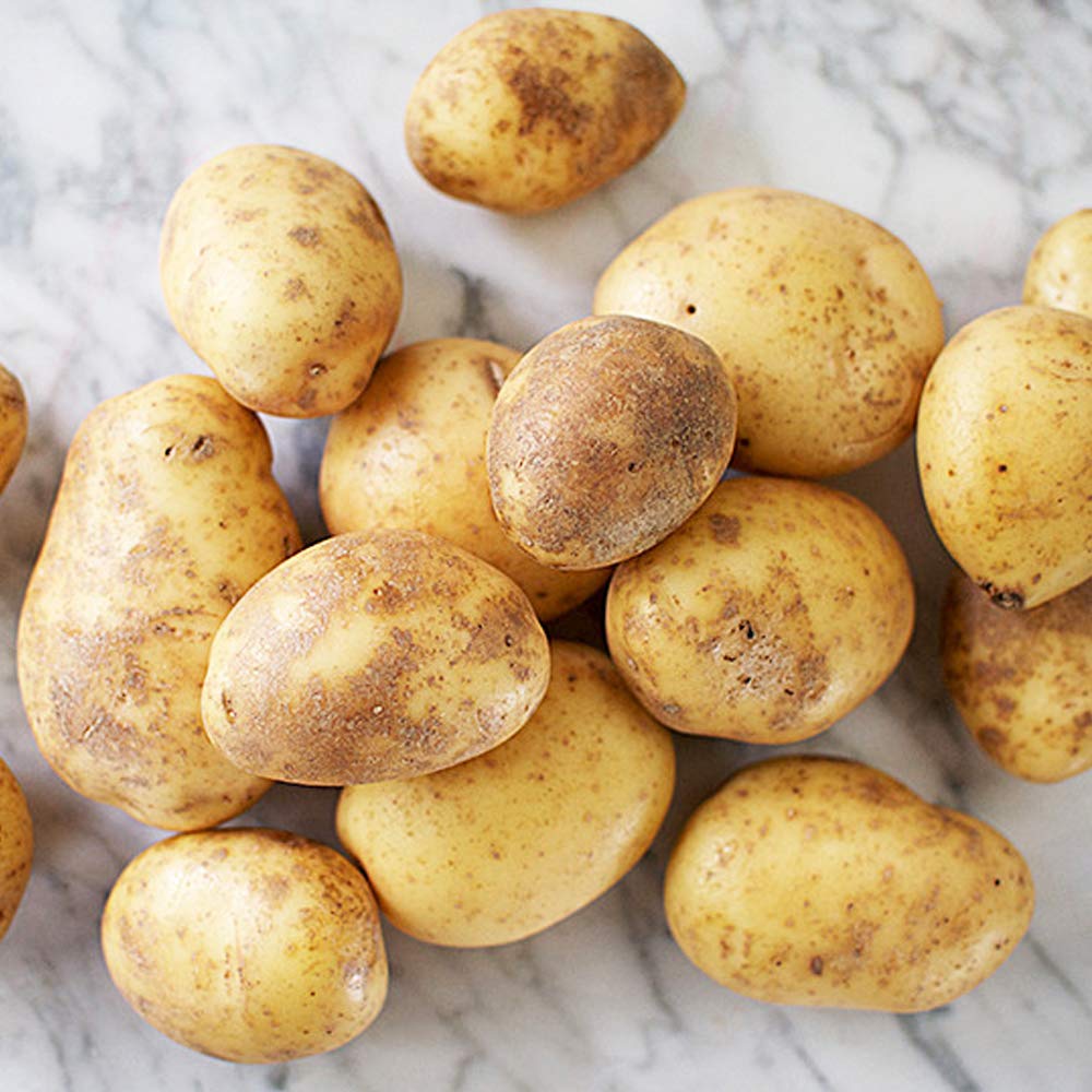 10 x Seed Potatoes Maris Piper- Versatile All Rounder- Great for Mashed, Baked, Wedges or Chips- RHS Award Winner- for Your Beautiful Garden