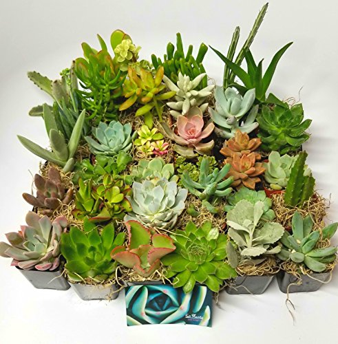 Fat Plants San Diego Succulent Plants (20) - Thumbnail 3