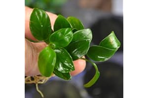Marcus Fish Tanks - Anubias Nana Petite Anubias Plant Live Aquarium Plants Aquatic Plant Buy 2 Get 1