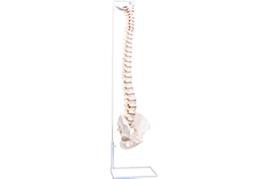 NLShan Flexible Human Spine Model, 34.6inches Life-Size Spine Anatomy Model with Nerves, Arteries, Lumbar Column, Pelvis, Vertebra Model with Stand for Medical Students, Professors and Chiropractors