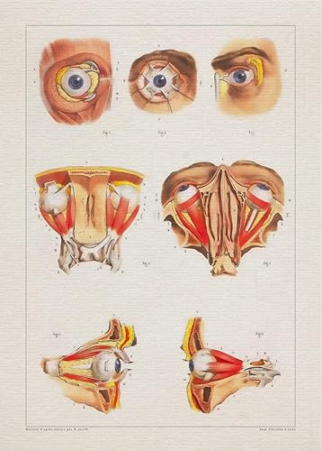 Amazon Com Anatomy Eyes Muscle Optic Print Sra3 12x18 Conqueror Laid Paper Handmade