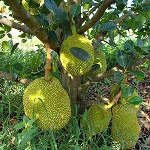 yongqxxkj 5Pcs Organic Fresh Jack Fruit Seeds,Seeds for Gardening Flowers/Vegetable,Natural Ornamental Planting,Easy Grow Tree Flower Planting Seeds Garden Potted Plants Decor