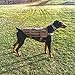 OneTigris Tactical Dog Training Vest Harness with Mesh Padding and Two Handles (Tan, XL / 54cm)