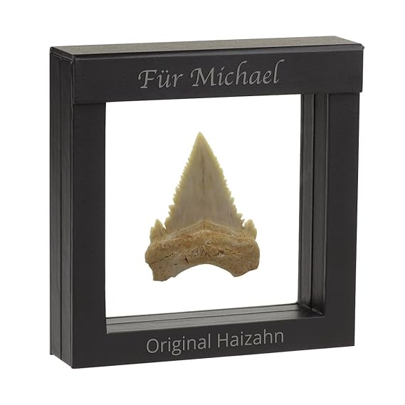Original Fossiler Hai-Zahn mit Personalisierung - Tolle Geschenkidee aus der Urzeit mit persönlicher Gravur im Schwebe-Rahmen