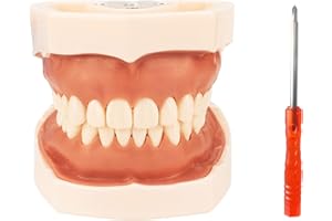WINDPLUSYA Typodont Teeth Model with Removable Teeth,Dental Tooth Model Suitable for Teaching, Practice and Study, with a Small Screwdriver. (28 Teeth)