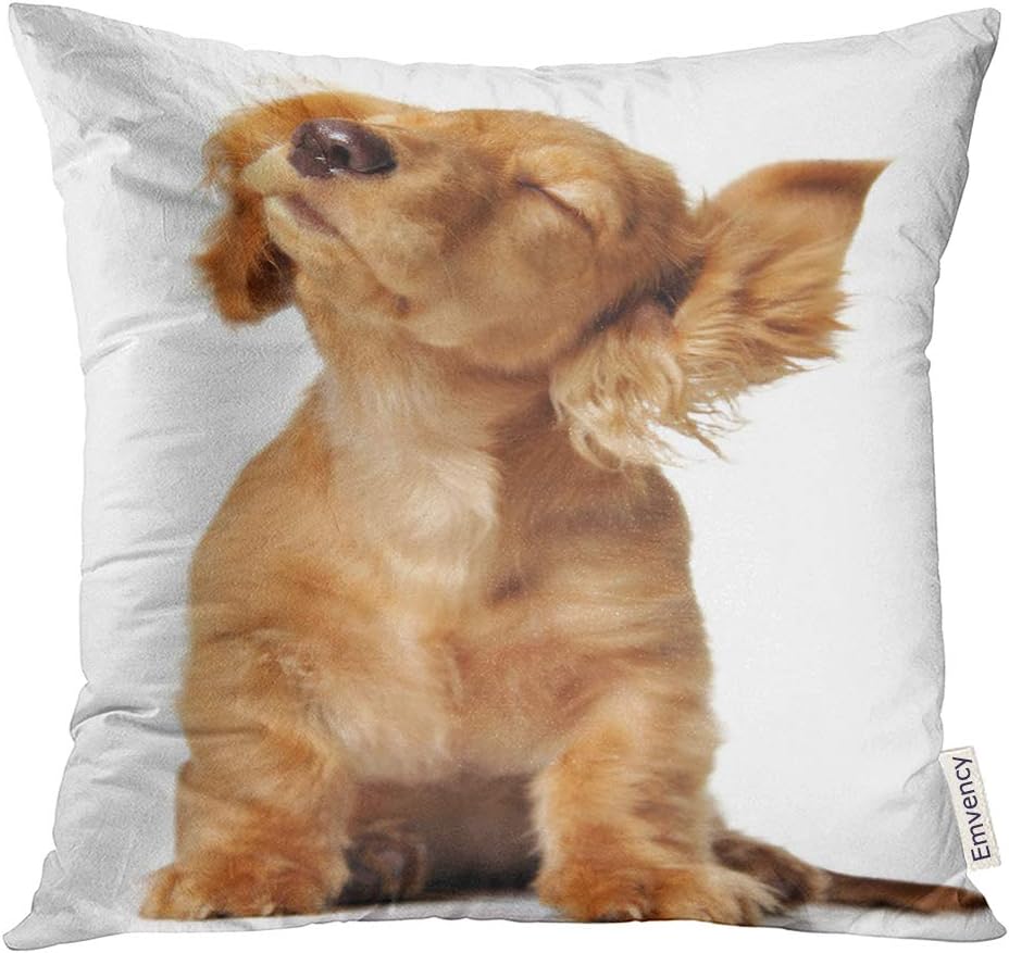 puppy listening to music